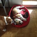 #bulldog #FioletoweForum #ForumBuldogaAngielskiego #pies