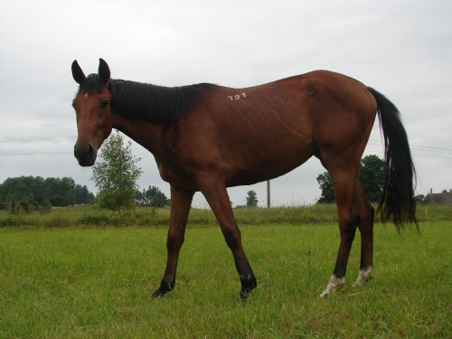 koń konie #koń #konie #marsylia #szok #salsa #jeździectwo #wakacje