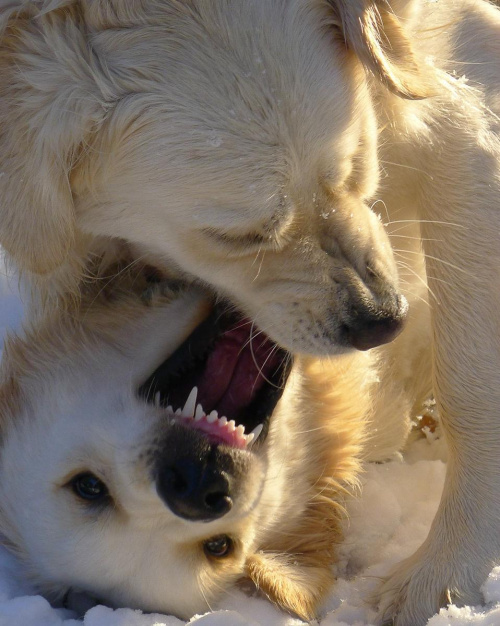 dwa goldny #golden #pies #psy #zwierzęta