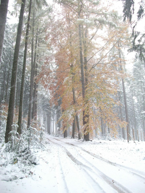 Jesienny las w śniegu :) #jesień