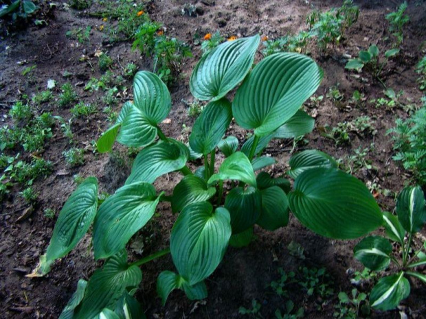 Erromena