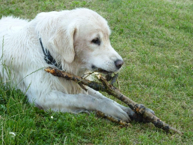 Kępa Potocka, lipiec 2010, Brutus i patyczek