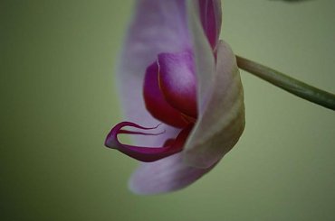 #Storczyk #kwiatki #roślina