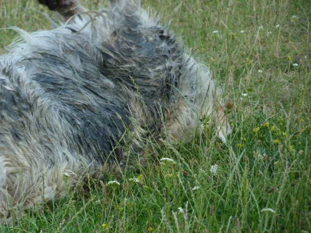 Kępa Potocka, lipiec 2010, Brutus - brudas