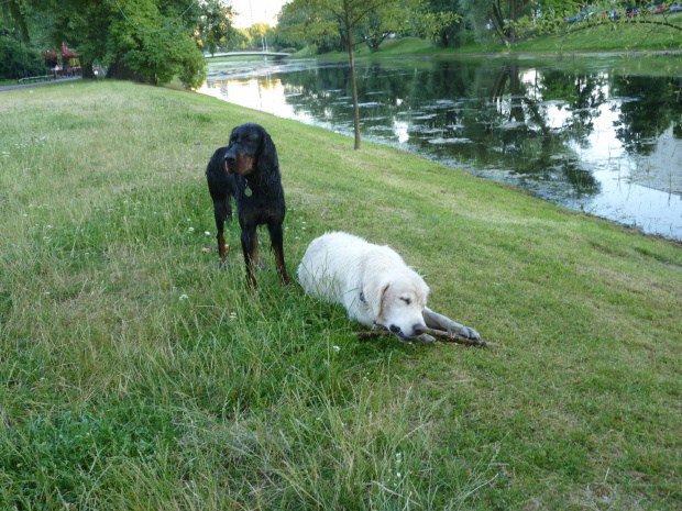 Kępa Potocka, lipiec 2010, Brutus i Joko