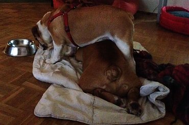 #buldog #FioletoweForum #forum