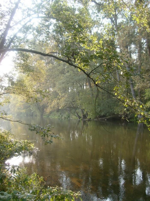 Spacer po lasach Białkowa.
Drwęca
październik 2008 #Spacer #Białkowo #Drwęca #las