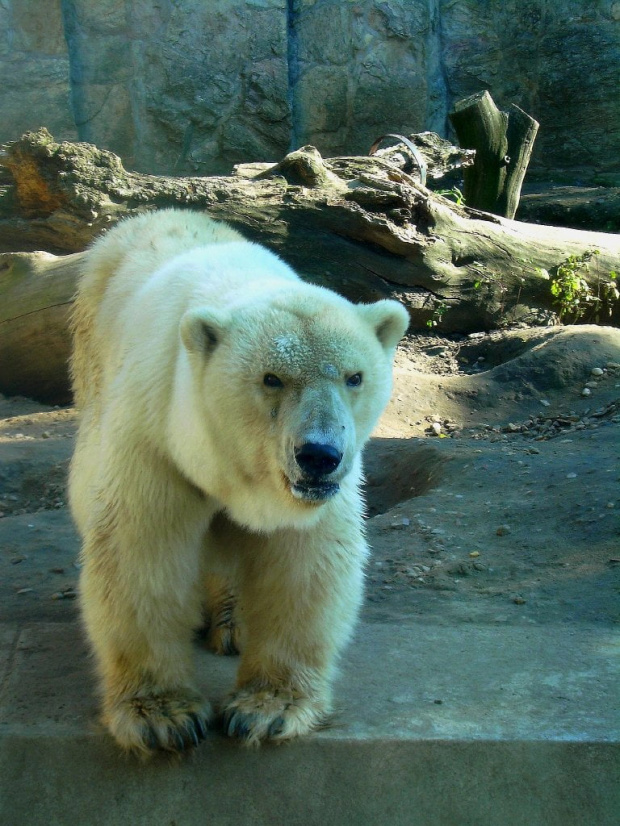 ciężarna niedźwiedzica polarna :)) #niedźwiedź #niedźwiedzica #zoo #wrocław