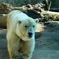 ciężarna niedźwiedzica polarna :)) #niedźwiedź #niedźwiedzica #zoo #wrocław