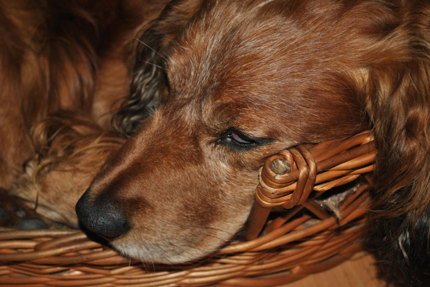 'Zostaw mnie. Nie widzisz, że jestem zmęczony?..' #zwierzęta #pies