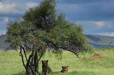 park narodowy Tsawo #Kenia #safari #Tsawo