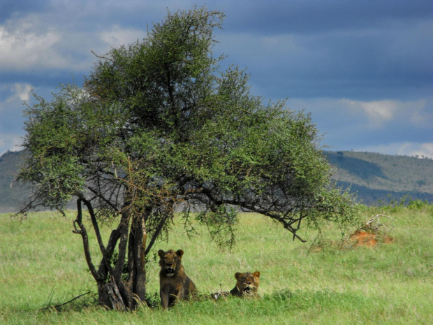 park narodowy Tsawo #Kenia #safari #Tsawo