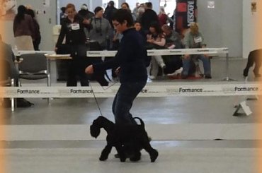 kielce2011 #champion #pies #sznaucer #wystawy #zibi