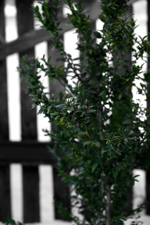 Bukszpan #bukszpan #kawiat #krzew #roslina #płot #plot #zima #jesień #ogród #ogrod #zielony