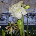 hippeastrum