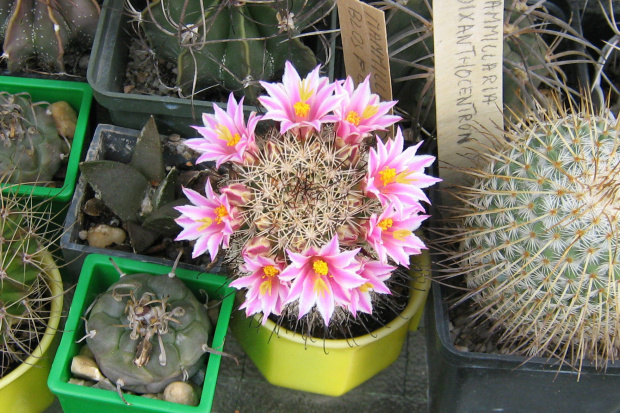 Mammillaria blossfieldiana