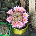 Mammillaria blossfieldiana