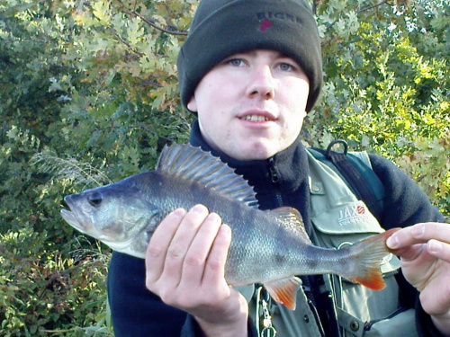 Michał - Okoń 37,5 cm 5.10.2008 zb Radzyny