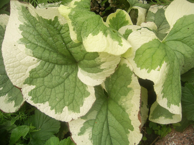 brunnera