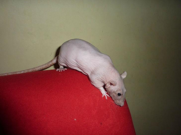 Szczurek fuzz (bibi)