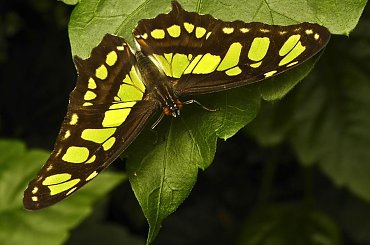 #motyl #makro #evasaltarski