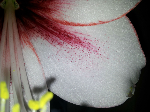 #amaryllis #hippeastrum