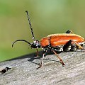 Stictoleptura rubra, samica