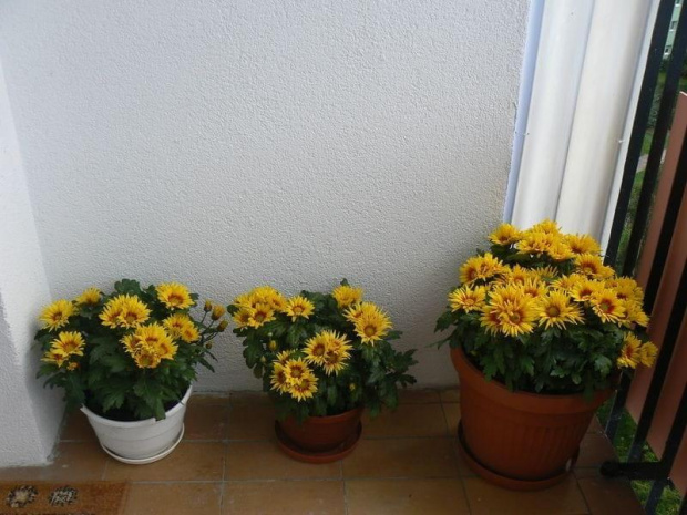 Na balkonie już jesienie... #Kwiaty
