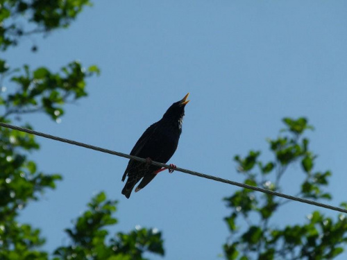 Spiewajacy Kos #Ptaki #przyroda #zwierzęta #natura