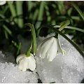 #wiosna #rzebiśniegi #roślinki #śnieg