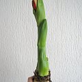 Czerwone Hippeastrum pąki