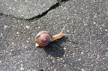 #lublin #ślimak #magooka #żaba #zwierzęta #samsung