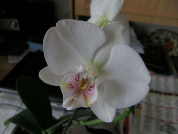 #hipeastrum #phalenopsis