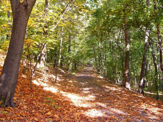 #las #jesień #liście #ścieżka