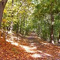 #las #jesień #liście #ścieżka