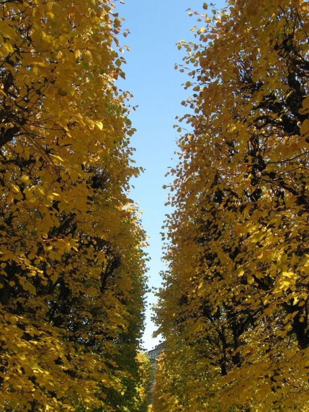 Jesień w okolicach pergoli we Wrocławiu #drzewa #liście #jesień #kolorowo #Wrocław #pergole