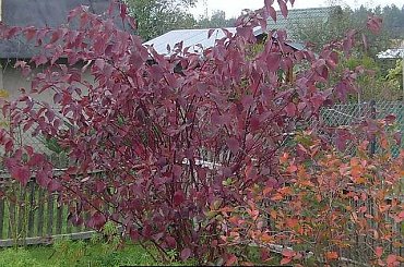 Dereń wybarwiony na jesień. #dereń