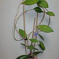 Hoya finlaysonii EPC-59 small & short leaves