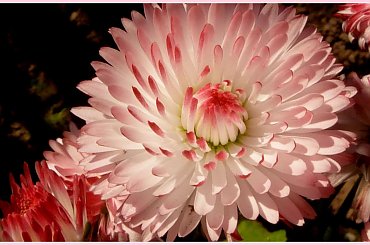 stokrotka ogrodowa:) #kwiaty #ogrod #wiosna #slonce #stokrotka