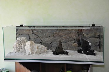 #Akwarium #paletki #tło