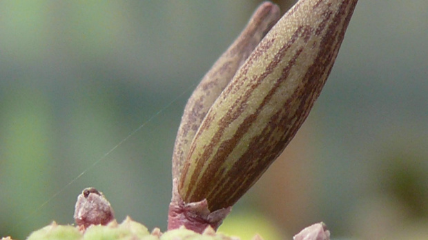 Trichocaulon cactiforme