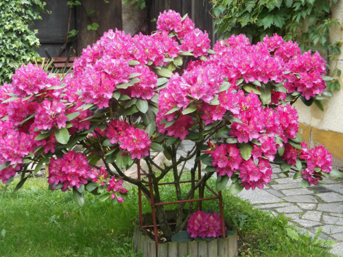 rododendron