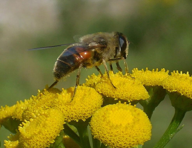 #przyroda #owady #makro #pszczoły