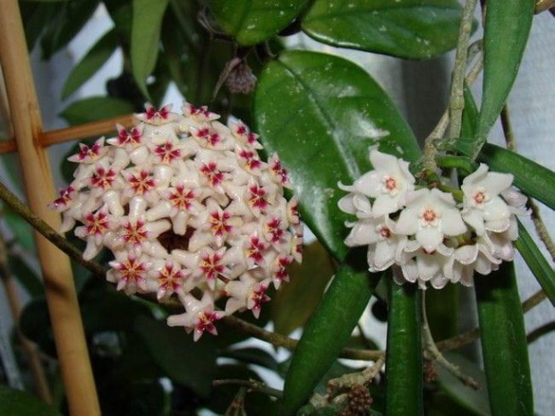 Hoya sp. Thailand IML 1438 & hoya sheperdii