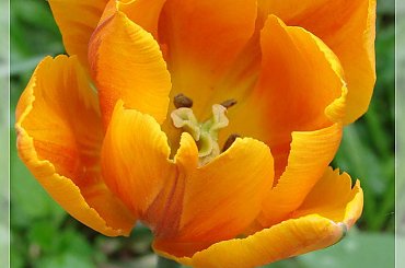 #kwiaty #ogród #tulipany #wiosna