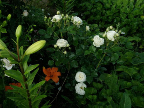 Artemis #kwiaty #lato #róże