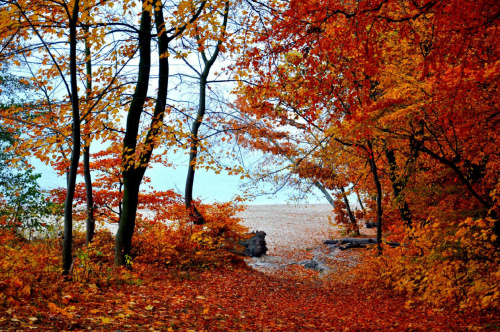 Gdynia - jesienny las #las #jesień #drzewa #liście #kolory