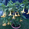 DATURA