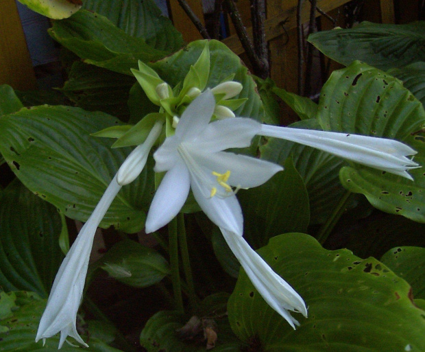 HOSTA (FUNKIA)