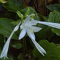 HOSTA (FUNKIA)